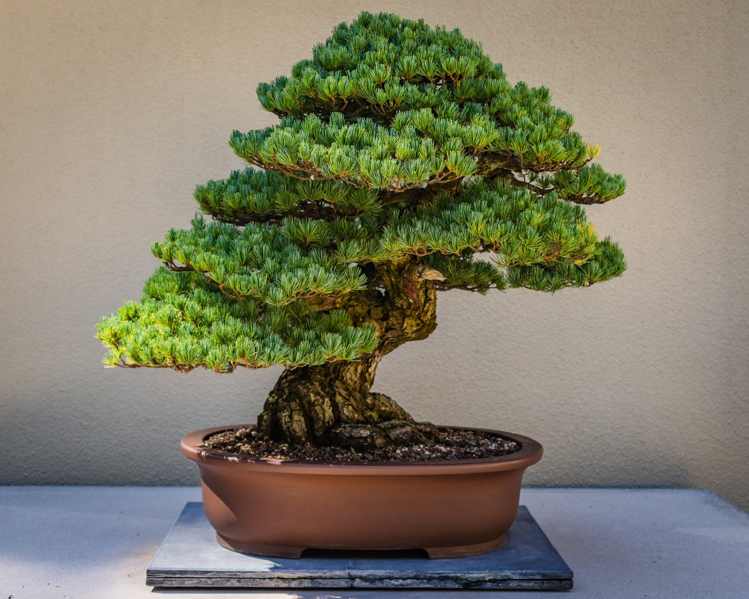 Photo by <a href="https://unsplash.com/@devin_photography?utm_content=creditCopyText&utm_medium=referral&utm_source=unsplash">Devin H</a> on <a href="https://unsplash.com/photos/green-plant-on-brown-clay-pot-PAEwrnasOvY?utm_content=creditCopyText&utm_medium=referral&utm_source=unsplash">Unsplash</a>